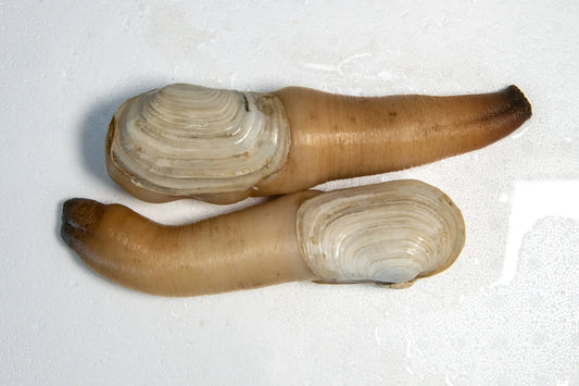 Geoduck