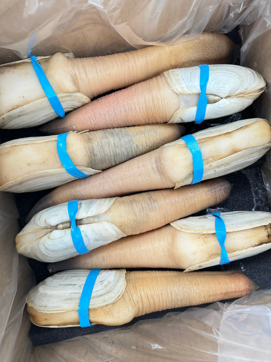 Geoduck