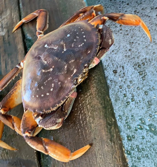 Jumbo Dungeness Crab