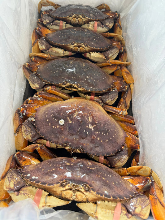 Jumbo Dungeness Crab