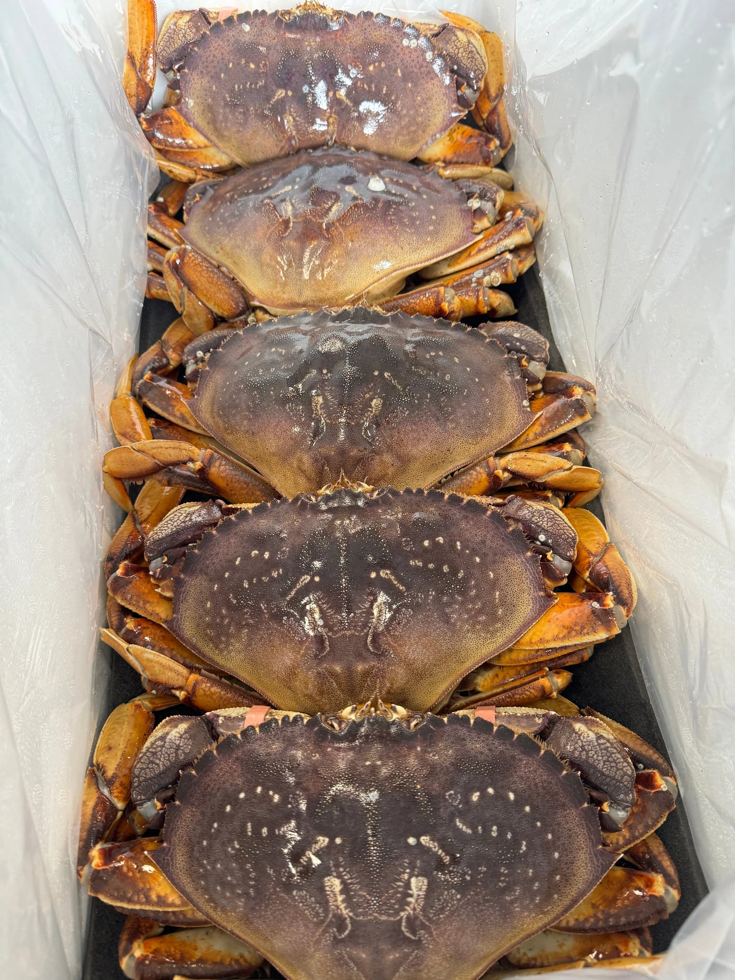 Jumbo Dungeness Crab