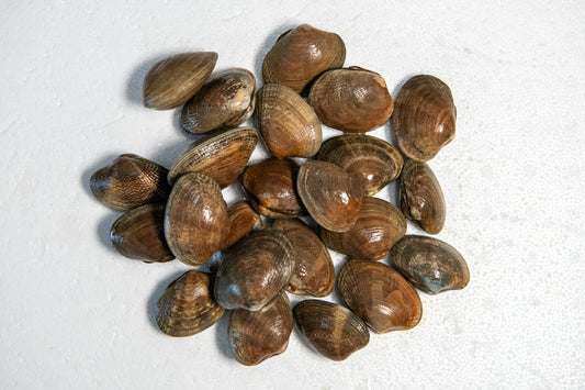 Manila Clam