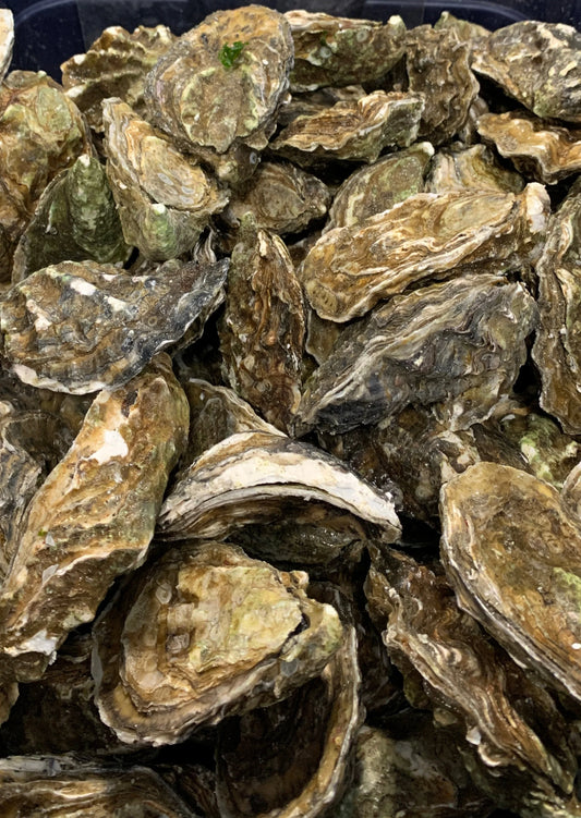 1 Dozen Pacific Oysters