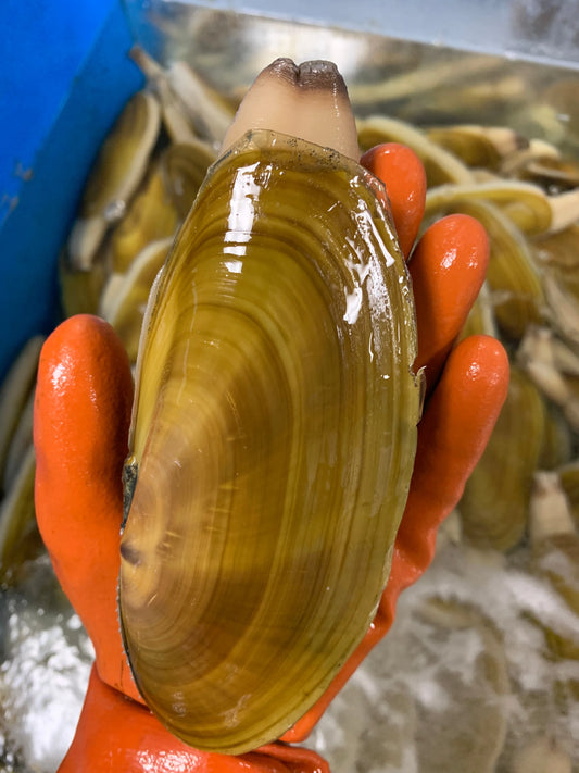 3lbs Pacific Razor Clam