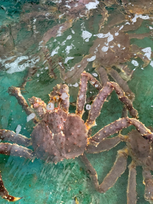 Red King Crab