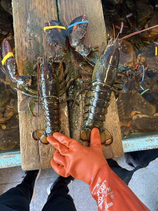 Lobster