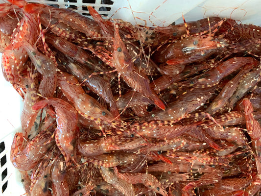 Coonstripe Shrimp