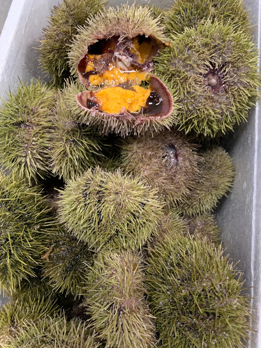 3 lbs Green Sea Urchin