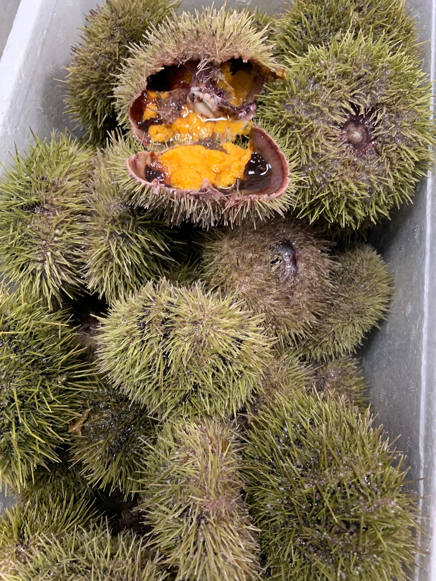 3 lbs Green Sea Urchin