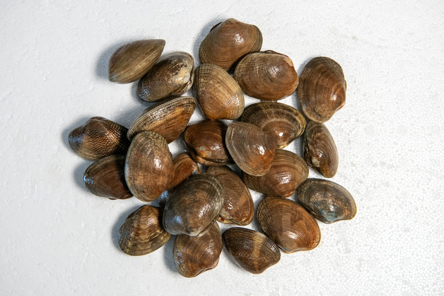 Manila Clam