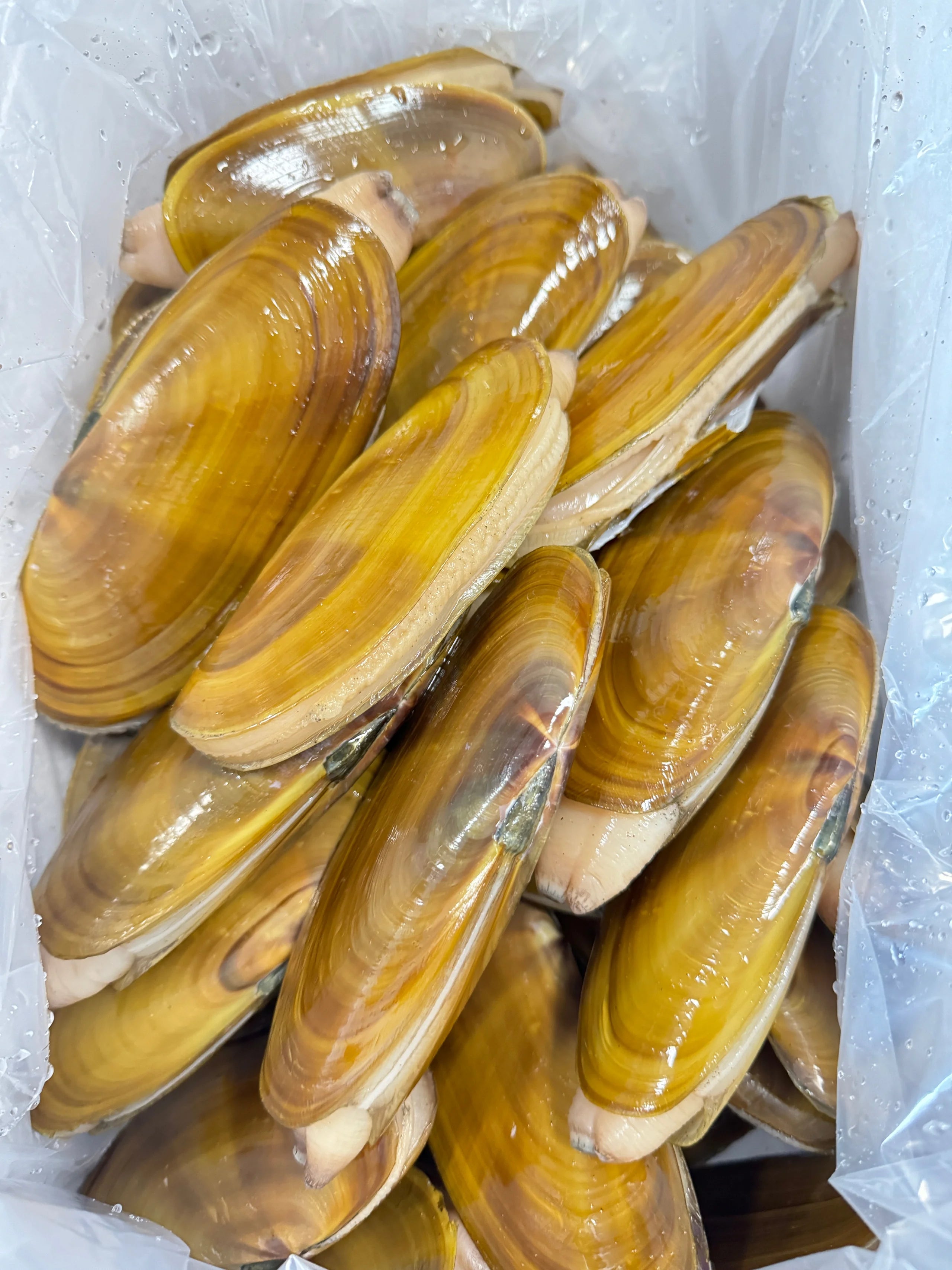 3lbs Pacific Razor Clam – WT Seafood Market